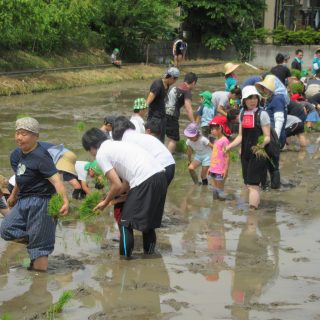 田植え体験（年長組）