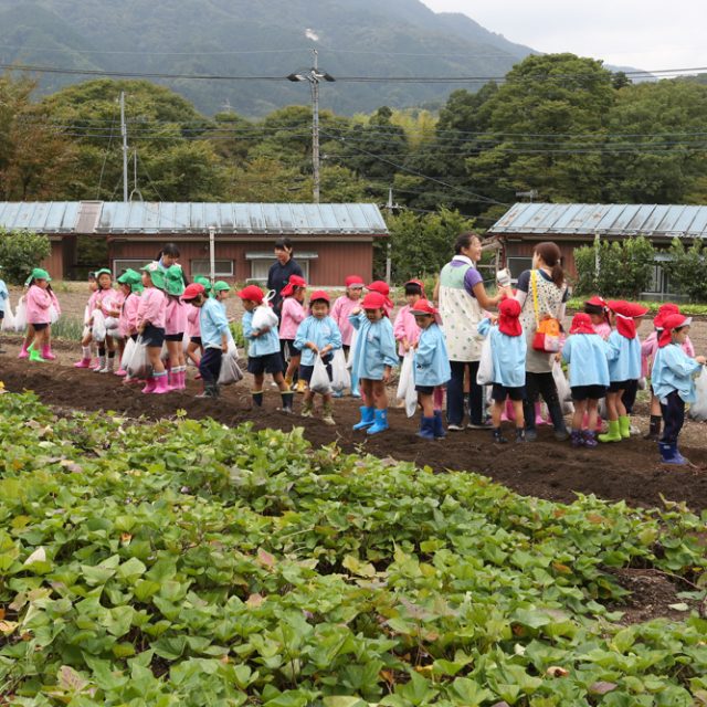 サツマイモみ～つけ「芋ほり」