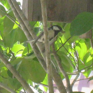鳥も子育て中