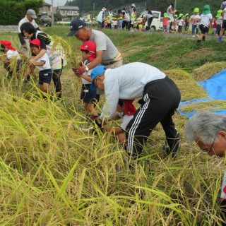 稲刈り☆年長組