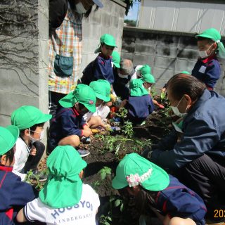 「苗植え」年長組