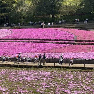 芝桜見学☆年中組