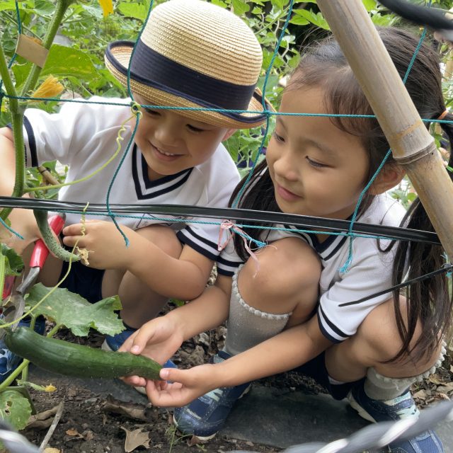 キュウリ初収穫⭐️年長組