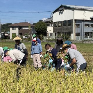 稲刈り☆年長組