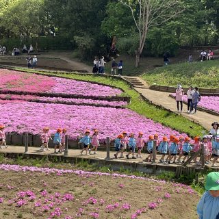 園外保育☆芝桜