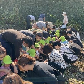 保育部芋掘り遠足