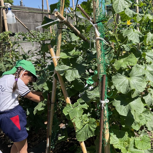 『きゅうりができたよ』年長組
