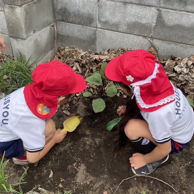 野菜の苗植え『年長組』