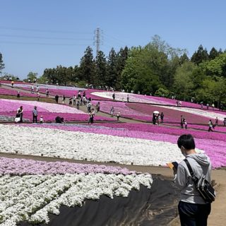 『芝桜』　年長組・年中組